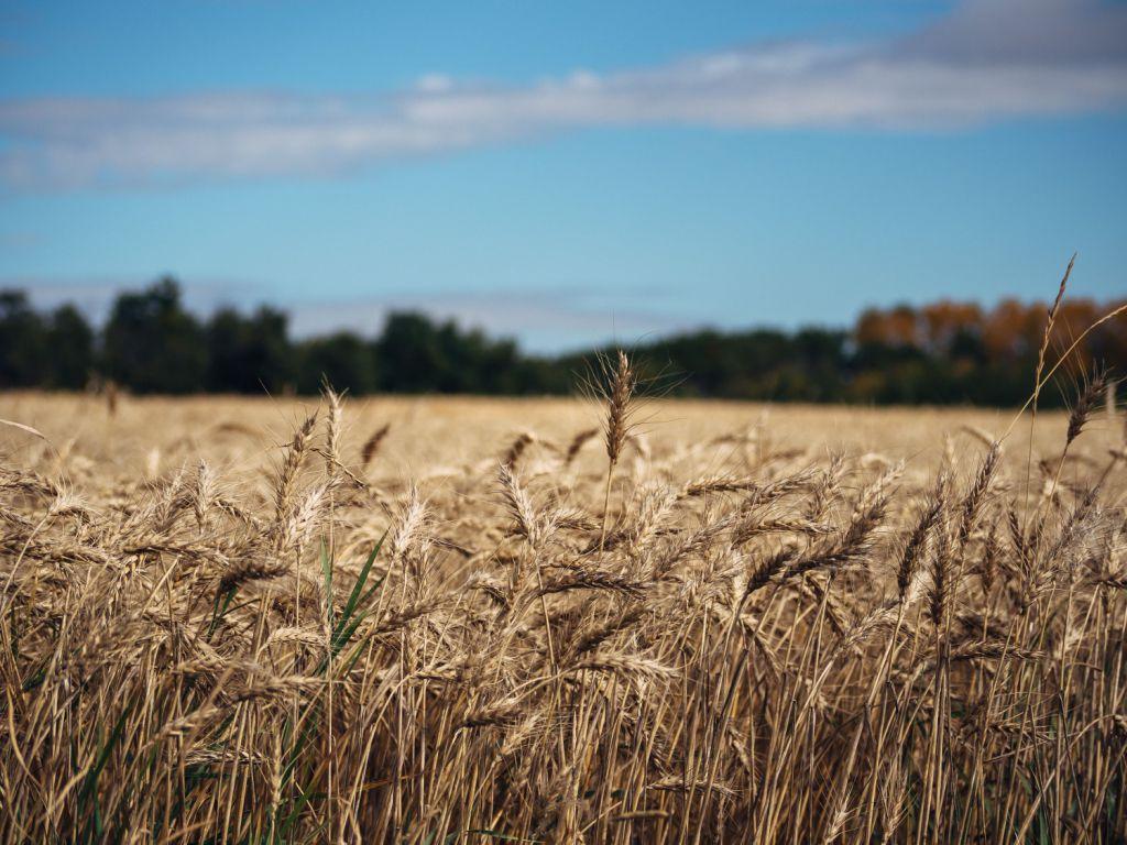 Alberta family home representing estate planning and probate fees in Alberta